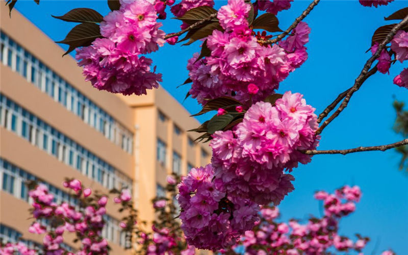 青岛大学