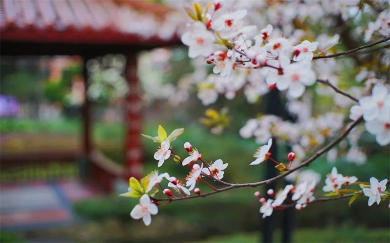 四川师范大学