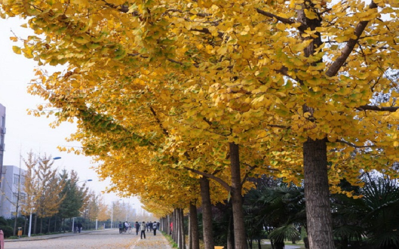 皖西学院