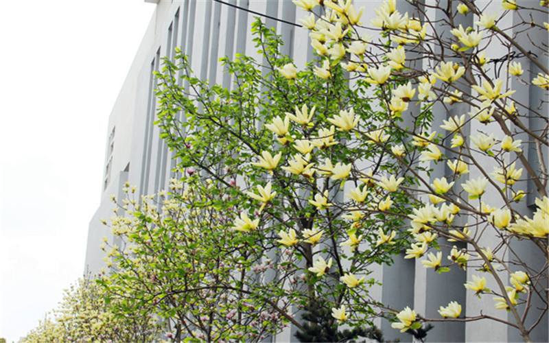 合肥师范学院