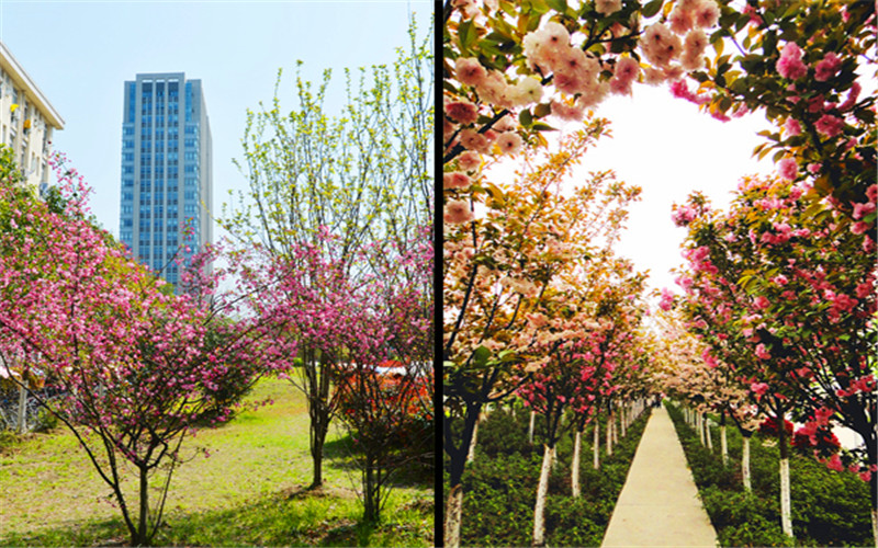 合肥师范学院