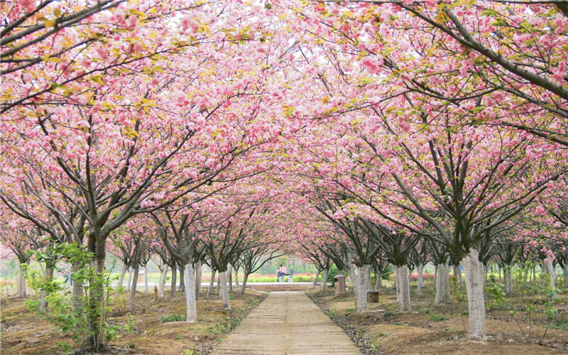 黄冈师范学院