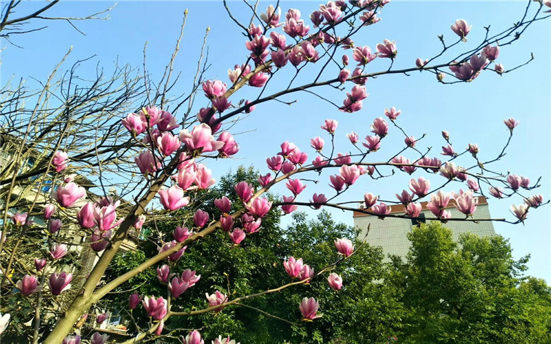 重庆三峡职业学院