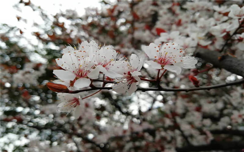 重庆三峡职业学院