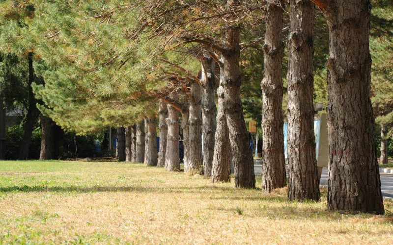 大庆职业学院