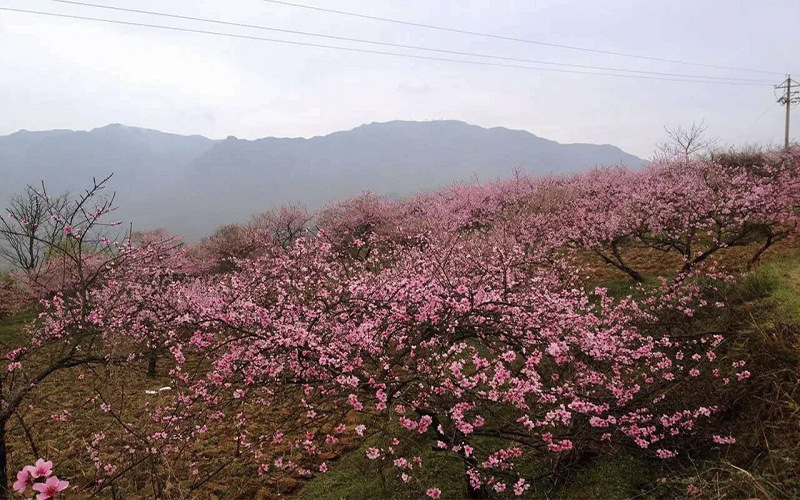 黔南民族职业技术学院